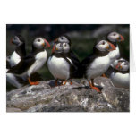 Puffins, Fratercula artica Greeting Card