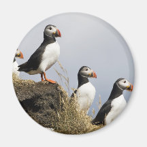 Puffins Magnets