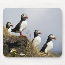 Puffins Mouse Pads