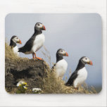 Puffins mousepads