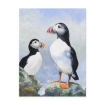 Puffins Post Card