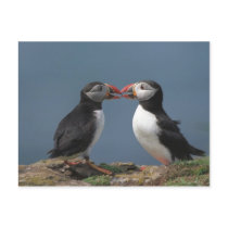 puffins