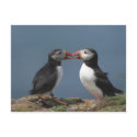 puffins postcards