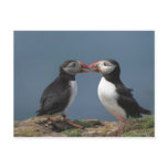 puffins postcards