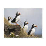 Puffins postcards