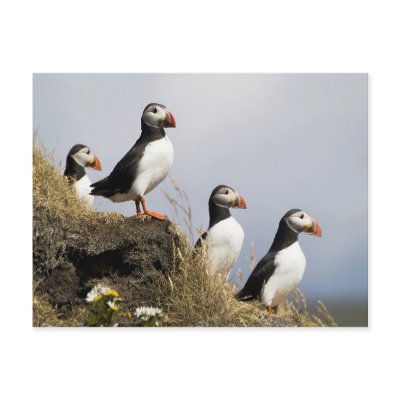 Puffins Postcard by mlane53