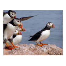 Puffins Postcard