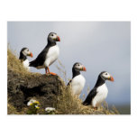 Puffins Postcard