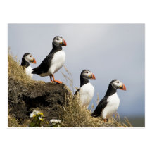 Puffins Postcard