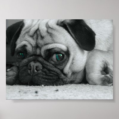 Pug "Breena" Poster by cjaber