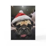 Pug Christmas cards
