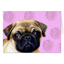 Pug dog greeting card