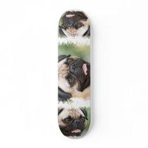 Pug Dog on a Skateboard