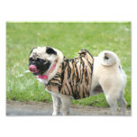 Pug dog photography