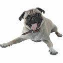 Pug Dog photo sculptures