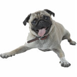Pug Dog photo sculptures