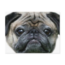 Pug Dog postcard