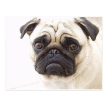 Pug Dog Postcard