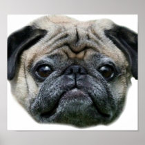 Pug dog poster
