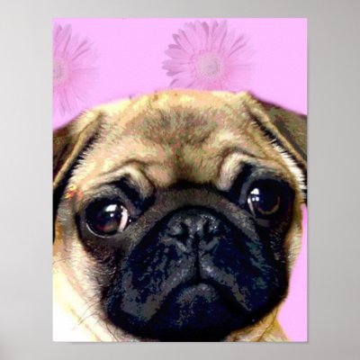 Pug dog poster