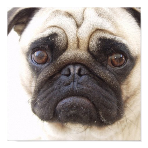 pug_dog_poster_print-rad774974a6b94d429aa3f94e818afe17_wad_8byvr_512.jpg