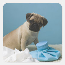 Pug dog sitting on bed by hot water bottle and stickers