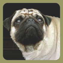 Pug Dog & Spilled Mug Pet-lover Stickers stickers