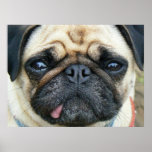 Pug Face I Bit My Tongue posters
