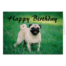 Pug Happy Birthday Greeting Card