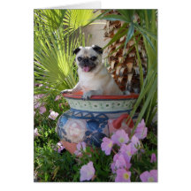 Pug in a Jug Greeting Cards