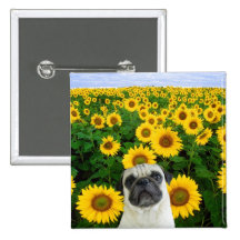 Pug in Sunflowers button