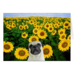 Pug in sunflowers greeting card