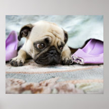 Pug looking innocent posters