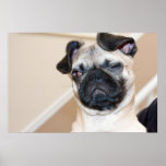 Pug Looking With One Eye Closed posters