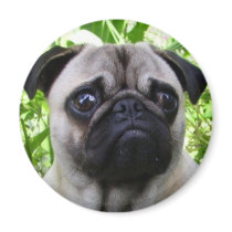 Pug magnet