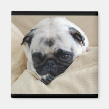 Pug Magnet