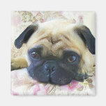 Pug magnet