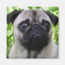 Pug magnet