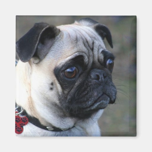 pug magnets pug magnet zazzle pug magnets pug magnet zazzle