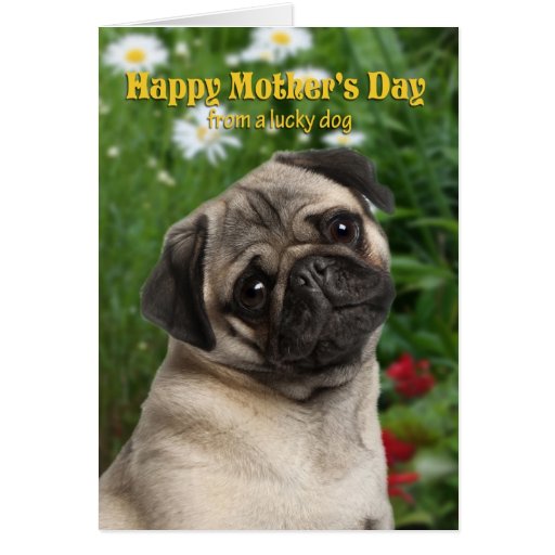 pug-mother-s-day-card-zazzle