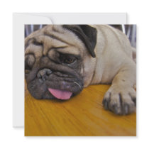 Pug One Too Many Invitation