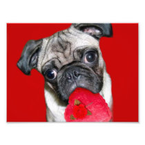 Pug photo print