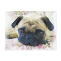Pug Postcard