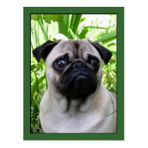 Pug postcard