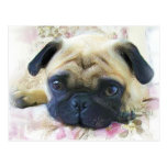 Pug Postcard