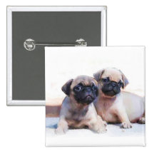 Pug puppies button