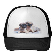 Pug puppies cap hats