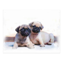 Pug puppies post card