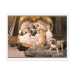Pug Puppies Postcards