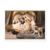 Pug Puppies Postcards